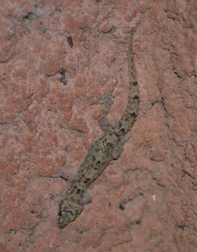 West African House Gecko