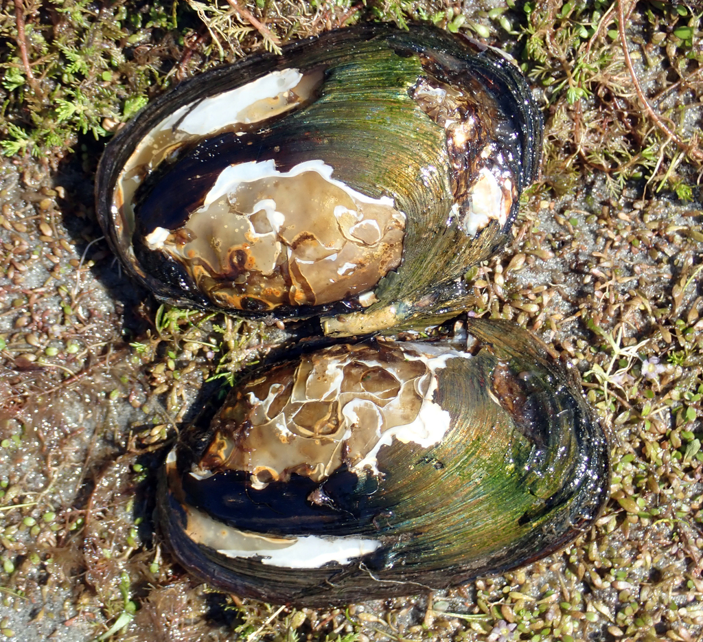 New Zealand freshwater mussel in November 2019 by Peter de Lange. Dead