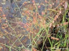 Rumex induratus