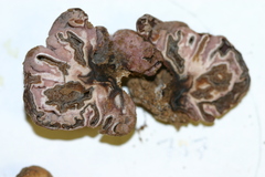 Peziza ellipsospora