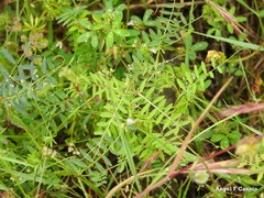 Vicia lutea