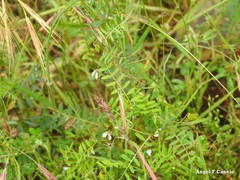 Vicia lutea