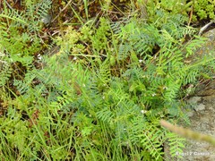 Vicia lutea