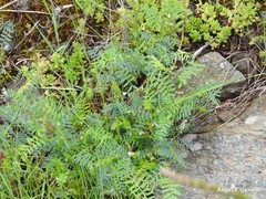 Vicia lutea