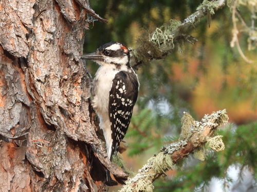 Hairy Woodpecker