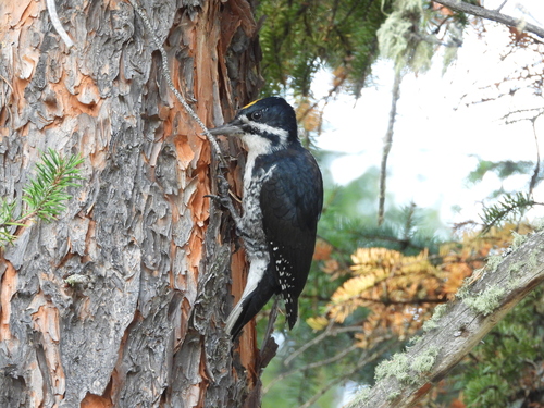 Black-backed Woodpecker