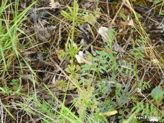 Vicia lutea