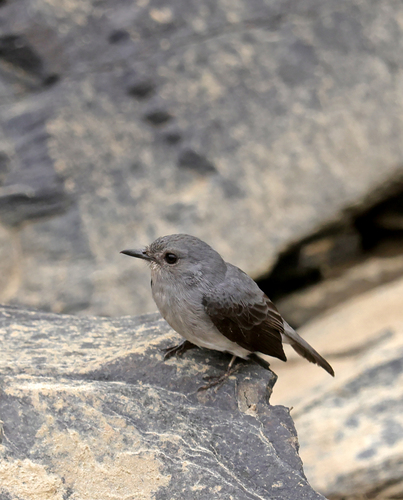 Cassin's Flycatcher
