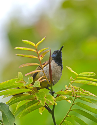 iNaturalist image