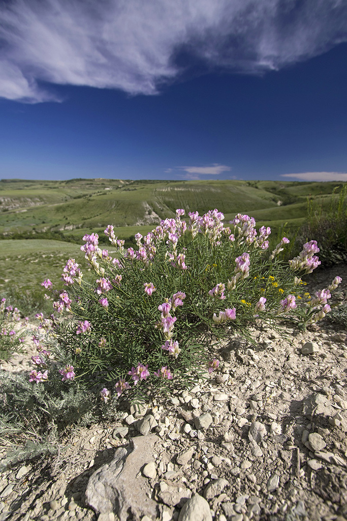 Hedysarum razoumowianum