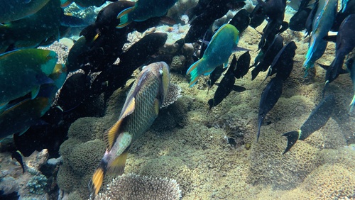 Titan Triggerfish
