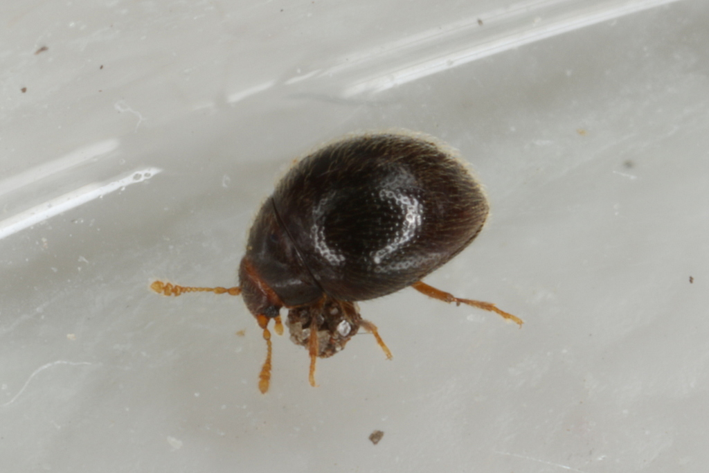 Sphaerosoma pilosum