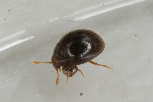 Sphaerosoma pilosum