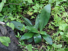 Sarcoglottis schaffneri