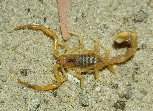 Granulated Thick-tailed Scorpion