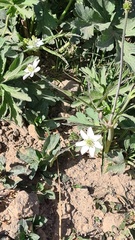 Eriocapitella rivularis, photograph author not stated, no rights reserved