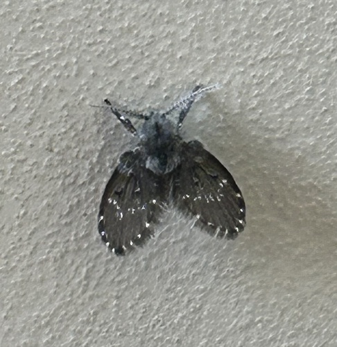 Unknown species found near Cincinnati Zoo & Botanical Garden, Cincinnati, OH, US