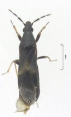 Maoricoris benefactor
