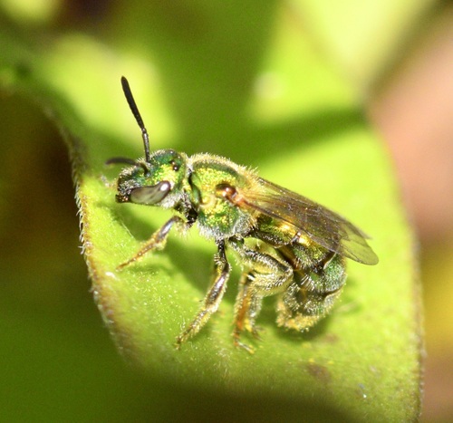 Golden Sweat Bee (Augochlorella aurata), a species recorded in Massachusetts