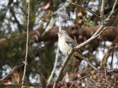 Mimus polyglottos polyglottos