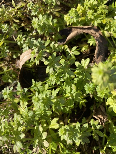 Paprastasis lipikas nuotrauka