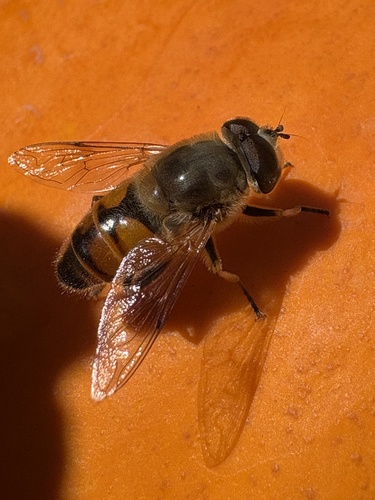 Unknown species found near Green Mountain National Forest, West Rupert, VT, US