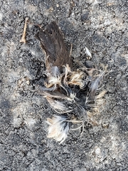 Petrochelidon pyrrhonota