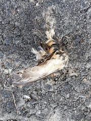 Petrochelidon pyrrhonota