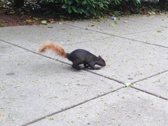 Sciurus carolinensis