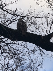 Buteo jamaicensis