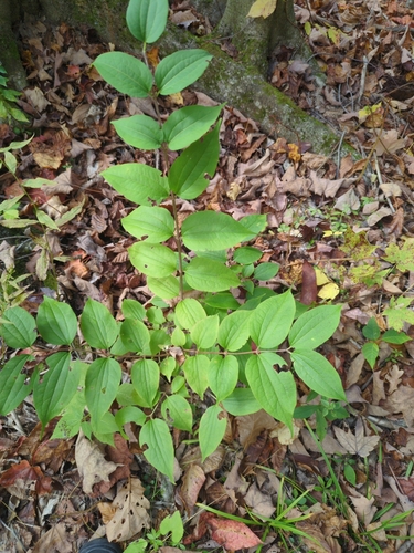 Heptacodium (Heptacodium miconioides)