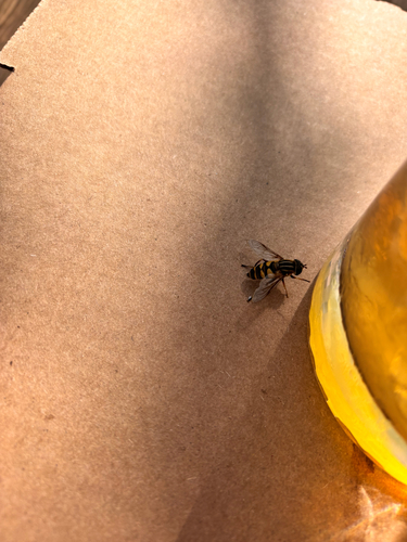 Unknown species found near Airport Rd, Waconia, MN, US