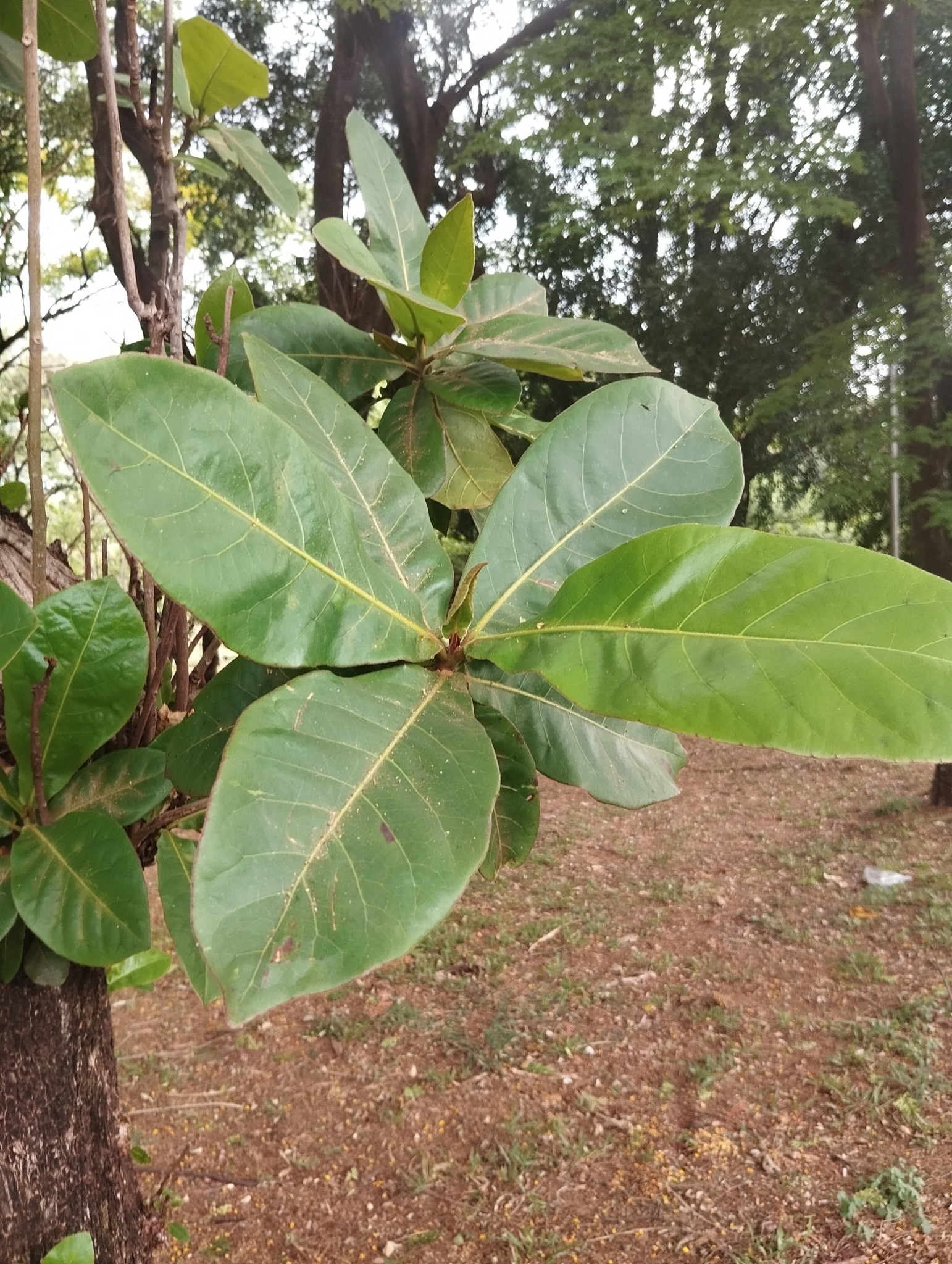 Terminalia catappa