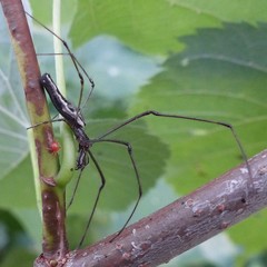 Tetragnatha