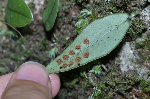 Lepisorus oligolepidus iNat (1)