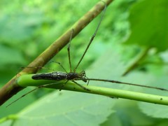 Tetragnatha