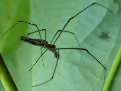 Tetragnatha