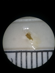 Cacopsylla annulata