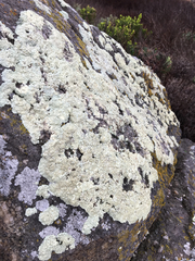 Protoparmeliopsis pinguis