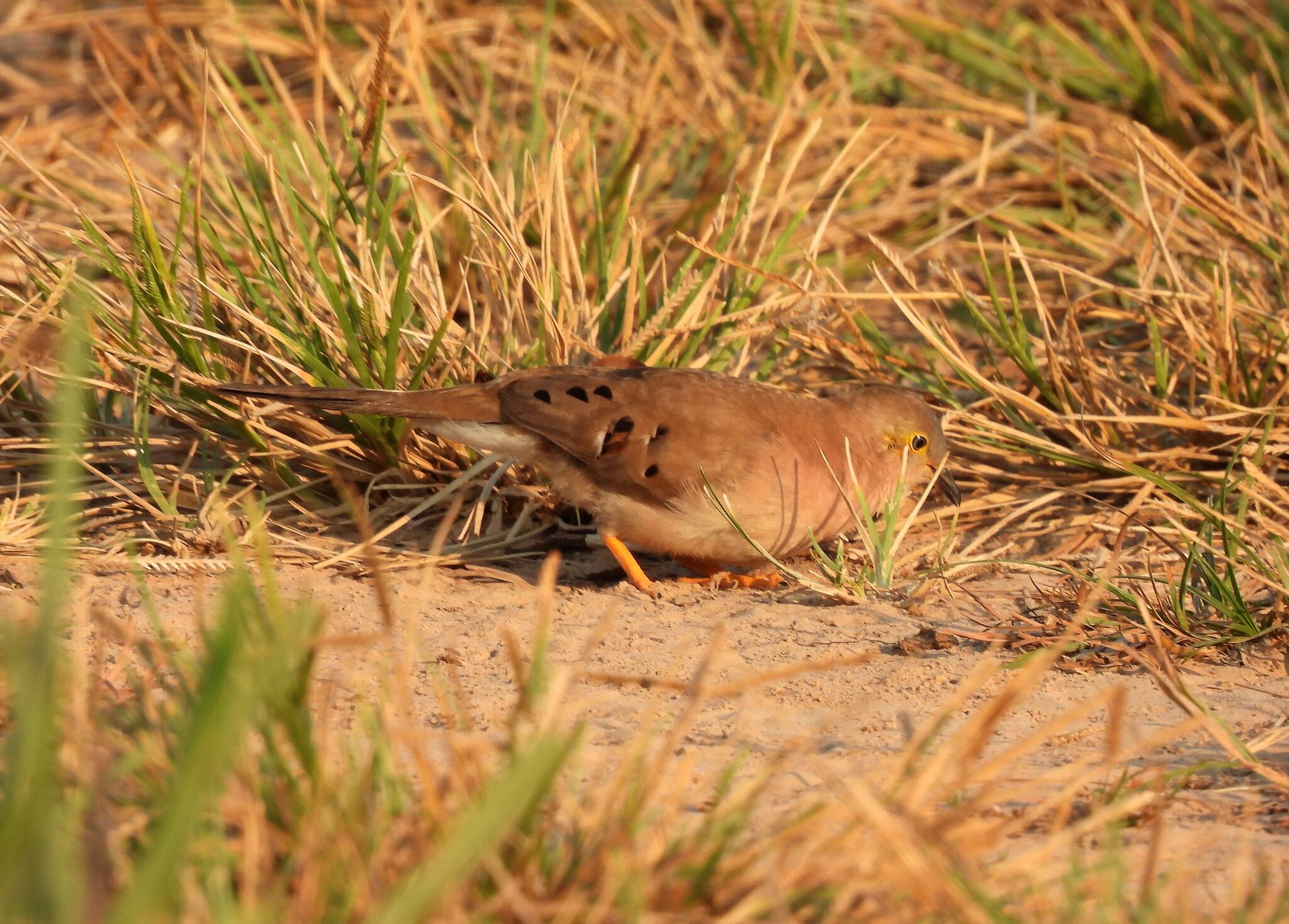 Long-tailed Ground Dove (Uropelia campestris), photo 7