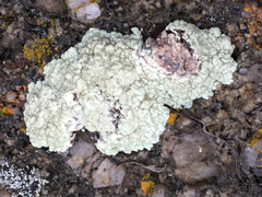 Protoparmeliopsis pinguis