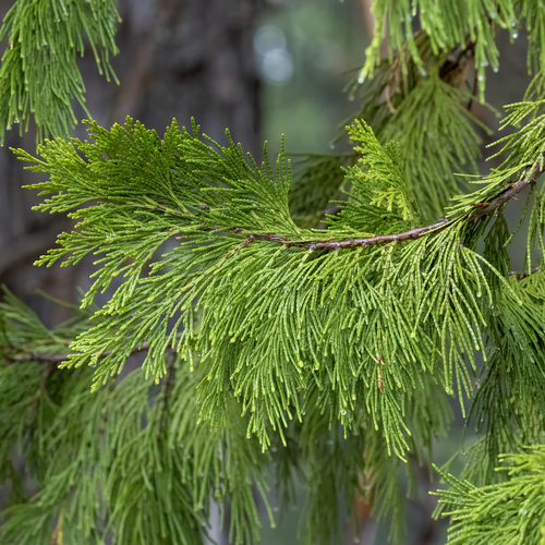 California incense-cedar