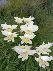 Gladiolus angustus