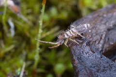 Entomobrya superba