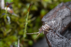 Entomobrya superba