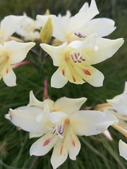 Gladiolus angustus