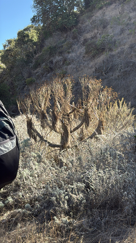 Giant Coreopsis winter