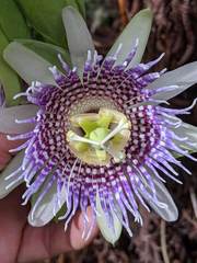 Passiflora ligularis