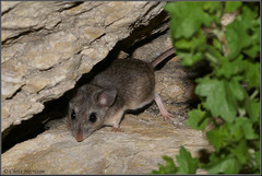Peromyscus pectoralis
