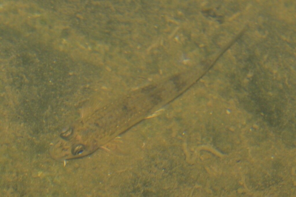 Microphysogobio xianyouensis